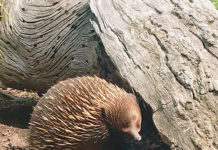 オシャレな都会と雄大な自然の二面性を持つメルボルンの遊び方