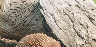 オシャレな都会と雄大な自然の二面性を持つメルボルンの遊び方