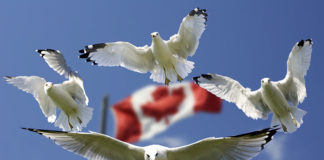 プロが教える! 2019年カナダのワーキングホリデービザの傾向と対策