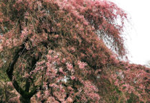 カナダで実感 コスメ&美容事情をご紹介します!