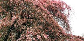 カナダで実感 コスメ&美容事情をご紹介します!