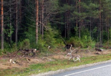 季節別・ノルウェーでの週末の過ごし方