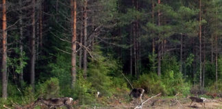 季節別・ノルウェーでの週末の過ごし方