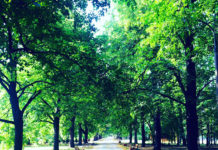 ポーランドの夏・涼しいけれど、紫外線対策をお忘れなく!