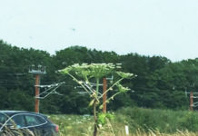 夏休みのデンマークの自然に潜む危険とは?