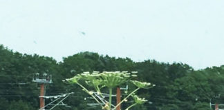 夏休みのデンマークの自然に潜む危険とは?