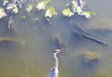 フランスで暮らしてみて感じた「住みやすさ」