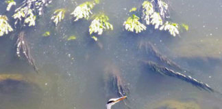 フランスで暮らしてみて感じた「住みやすさ」