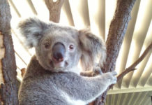 オーストラリアでの大森林火災、今私たちにできること