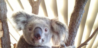 オーストラリアでの大森林火災、今私たちにできること