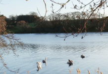 東京オリンピックに出場するデンマーク選手を応援しよう!