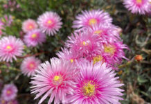 オーストラリア生活が変えた、日本での生活で囚われていた古い価値観とは