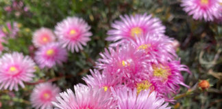 オーストラリア生活が変えた、日本での生活で囚われていた古い価値観とは