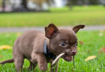 ペットショップは日本だけ?ペット・動物事情@オーストラリア