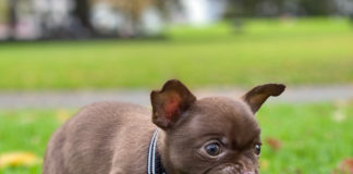 ペットショップは日本だけ?ペット・動物事情@オーストラリア