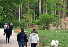 デンマークでは、なんと馬がペット?