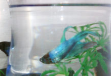 フランスといえば猫? 裏路地のペット事情