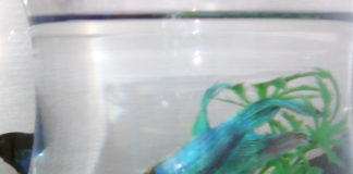 フランスといえば猫? 裏路地のペット事情