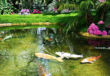 ドイツの犬は本当にお利口さん・ドイツのペット事情