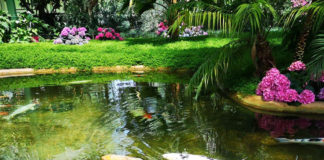 ドイツの犬は本当にお利口さん・ドイツのペット事情