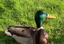 アイルランドのペット事情