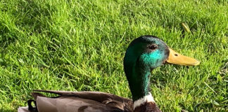 アイルランドのペット事情