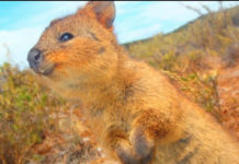 オーストラリアをラウンドしよう!!【後編】ビクトリア・西オーストラリア