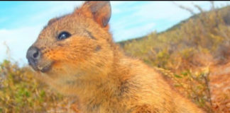 オーストラリアをラウンドしよう!!【後編】ビクトリア・西オーストラリア