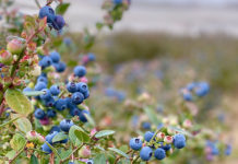 必見!ブルーベリーを沢山取るコツ@オーストラリア
