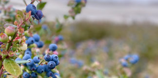 必見!ブルーベリーを沢山取るコツ@オーストラリア