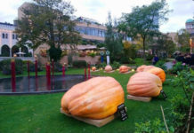 オフラインからオンラインへ コロナ禍デンマーク