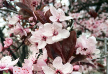 身近なスロバキアの人々が興味を持つ日本のこと