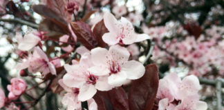 身近なスロバキアの人々が興味を持つ日本のこと