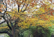 デンマークの、辞書には出ていない今年の「新しい言葉」