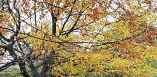 デンマークの、辞書には出ていない今年の「新しい言葉」