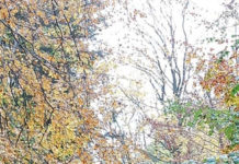 コロナ禍のデンマーク・おうちで楽しむ