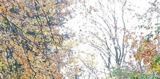 コロナ禍のデンマーク・おうちで楽しむ