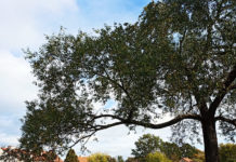 リトアニアの首都ヴィリニュスでワーキングホリデー!