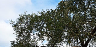 リトアニアの首都ヴィリニュスでワーキングホリデー!