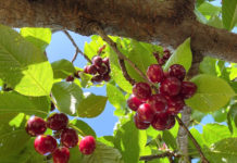 実録!2020年度版チェリーピッキング@オーストラリア