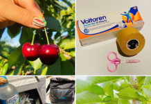 手のシビレにはこれ!チェリーピッキングの必需品@AUS