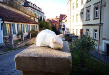 外国人の“外国語としての英語”のコミニュケーション