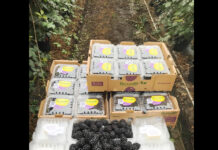 ブラックベリーピッキングの感想とコツ@オーストラリア