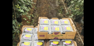 ブラックベリーピッキングの感想とコツ@オーストラリア