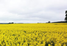 これは未来の光景じゃない、デジタル先進国・デンマークの日常