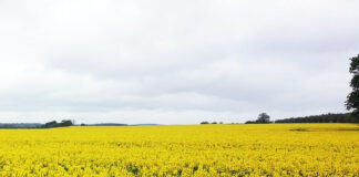 これは未来の光景じゃない、デジタル先進国・デンマークの日常