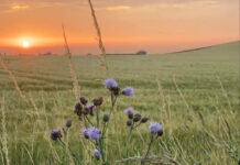 私も騙されたけれど・・・詐欺には気をつけて!