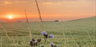 私も騙されたけれど・・・詐欺には気をつけて!