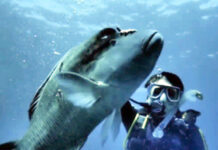 オーストラリアのワーホリ生活で取得した資格とは?(前編)