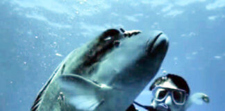 オーストラリアのワーホリ生活で取得した資格とは?(前編)